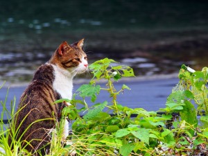 魚類じゃないけど